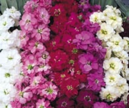 Picture of Stock - Ten Week Large Flowered Mixed